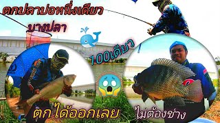 🐠#ตกปลาหน้าดิน #ตกปลาบ่อหนึ่งเดียว ค่าคัน100ปลาออกไม่ต้องชั่ง มีแต่ปลาโบ้😱ไซร์โลแทบปวดแขน