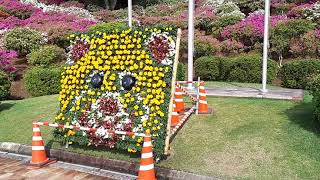 (つづじがまんかい)福井県鯖江市の西山公園(つづじまつり)2019年5月5日