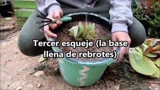 Como reproducir Kalanchoe Thyrsiflora