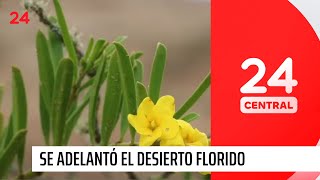 Se adelantó el Desierto Florido: primeros brotes | 24 Horas TVN Chile