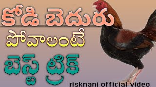 #roosters#natukollu#village poultry farming# punju bedhuru thaggalante|జాతికోళ్ల లో బెదురు తగ్గాలంటే