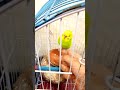 my budgie parrot bites me so hard 🐦