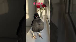 #萌宠花式贺新春#有滋有味过大年#新年新生活听闻 #cutebird #birds #pets