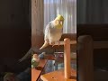 「なんか出たよ！」 shorts オカメインコ　 コザクラインコ