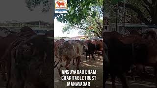 Ansuya Gau Dham Charitable Trust Manavadar #goraksha #cow#girgaushala#gaudham #gausevak #gauseva