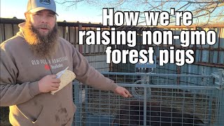 Forest Pig Operation, nom-gmo | IPP/Red Wattles