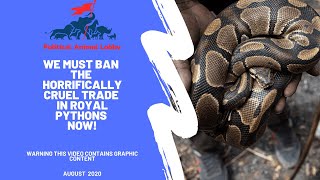 The horrifically cruel trade in pythons is wiping out the species! We must ban it now!