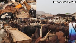 EDO: A VISIT TO ADUWAWA CATTLE MARKET IN BENIN CITY EPISODE 1 BUY YOUR CATTLE WIT EASE