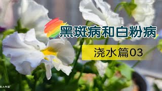 【不打草稿】浇水篇03--黑斑病和白?粉病