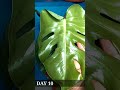 monstera deliciosa gave me a new leaf