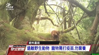 台東野生黃喉貂確診狂犬病 全國首例｜20210701 公視早安新聞