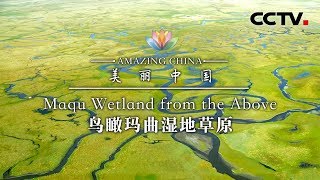 《美丽中国》鸟瞰玛曲湿地草原 Amazing China-Maqu Wetland from the Above | CCTV纪录