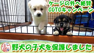 【子猫　子犬　保護犬　保護猫】野犬の子犬２匹を保護しました　今度こそケージの外へＧＯＴＯキャンペーン？！