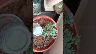 How to Grow Marvam plant l #gardening l #shorts l #youtubeshorts