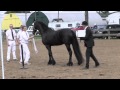 Friesian Horse Keurings ~ by Cally Matherly