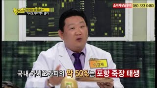 가시오가피의 효능 - 황금알 방송