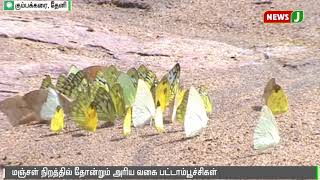 தேனியில் காணப்படும் அரிய வகை மஞ்சள் நிற பட்டாம்பூச்சிகள்  || Theni || Yellow Butterflies