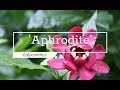 30 Seconds with 'Aphrodite' Sweetshrub