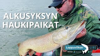 Alkusyksyn haukipaikat