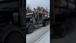 Loaded logger 💪🏽 #trucker #logging #viral #shorts ￼