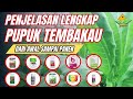 Penjelasan Lengkap Pupuk Tembakau Dari Awal Sampai Panen Agar Daun Lebar Dan Tebal | Pupuk Tembakau