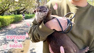 カワウソコタローとハナ　初めて一緒の散歩でお花見に行く【後編】　Otter Kotaro\u0026Hana Cherry Blossom Viewing PART2