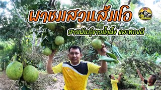 ส้มโอสายพันธุ์ขาวน้ำผึ้ง และสายพันธุ์ทองดี พาชมสวนบ้านหินดาด อ.ทองผาภูมิ จ.กาญจนบุรี