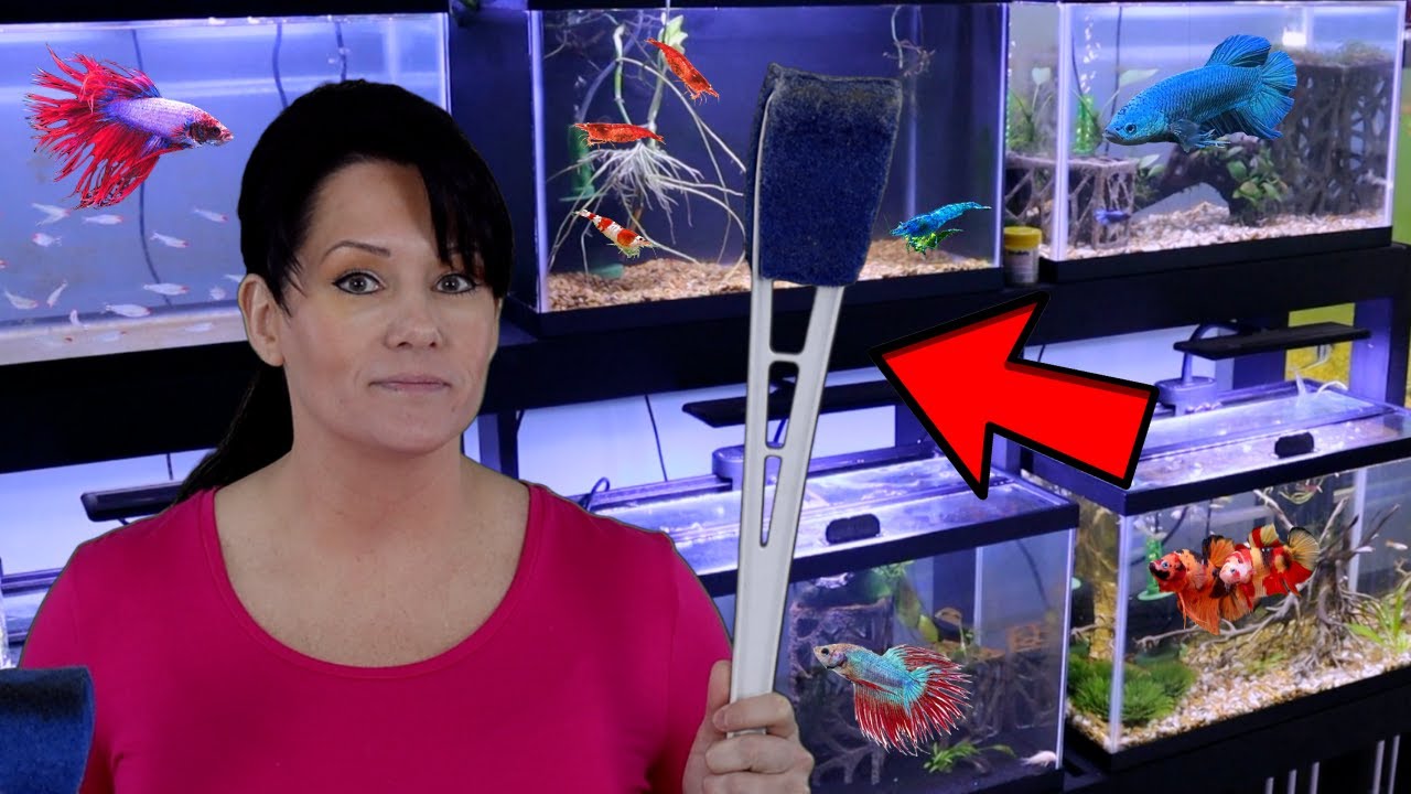 Top 10 Tools To Help Keep A Clean Aquarium Housepetscare