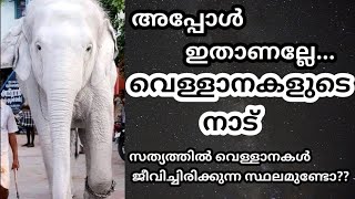 😱വെളുത്ത ആനകൾ ഇപ്പോൾ എവിടെയാണുള്ളത്?ഇവരെ അറിയാമോ?ഇതാണ് സംഭവം|Part 6|തായ്‌ലൻഡ് ആനക്കഥകൾ💝