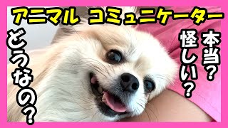 【犬と話す】アニマルコミュニケーターさんに愛犬の気持ちを聞いてもらいました！【動物と話す】【アニュマルコミュニケーション】【私は犬が好き I love Dogs】