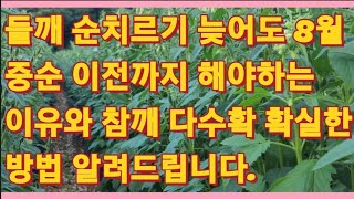 들깨 순치기 늦어도 8월 중순 이전까지 해야하는 이유와 참깨 다수확 확실한 방법 알려드립니다.(농사의신)/perilla high yield