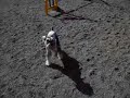 miniature schnauzer　アジリティ挑戦中