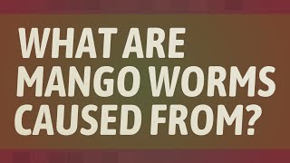 What are mango worms caused from?