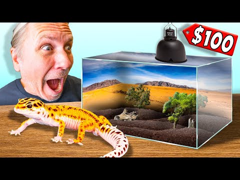 What is the cheapest type of leopard gecko?