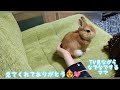 ①ぼく🐰のいとこが会いにきた🎶🎵②うさぎ専門サイトに載ってるよ✨