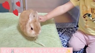 ①ぼく🐰のいとこが会いにきた🎶🎵②うさぎ専門サイトに載ってるよ✨