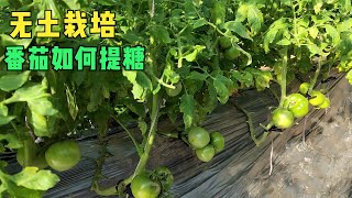 无土栽培番茄，到底如何提糖？2种方法随便选一个