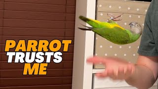 My Parrot Trusts Me – Making Pet Bird Trust You