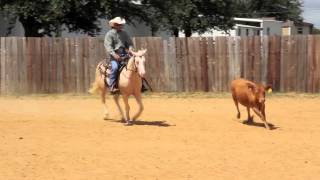 AQHA/APHA CREMELLO SON OF BIG CHEX TO CASH