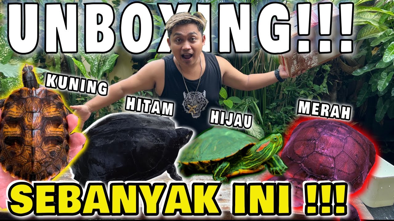 Unboxing Macam2 Kura Kura Youtube