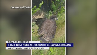 Bald eagles’ nest knocked down by construction crew
