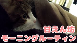 猫の甘々モーニングルーティン cat【ノルウェージャンフォレストキャット】