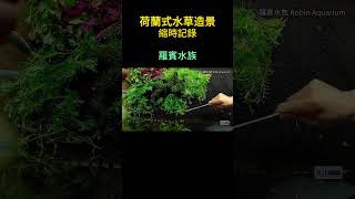 荷蘭式水草造景 種植縮時記錄 羅賓水族