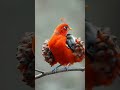 mother nature’s cutest masterpiece shortsvideo shortsfeed