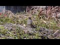 イソヒヨドリのメス２ female blue rock thrush