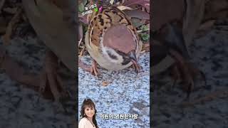 #영원한사랑  #이원이 #연속듣기