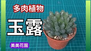 仙人掌 多肉植物 玉露【美美花園】