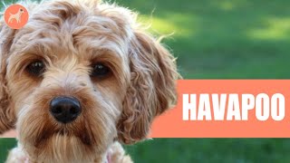 HAVANESE AND POODLE MIX (HAVAPOO): The Complete Breed Guide