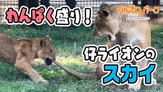 【のんほいパーク】シルクお母さんのしっぽガブっ♪🦁わんぱく仔ライオンのスカイ🦁 [Nonhoi Park] Lion cub, Sky and his mom, Silk.