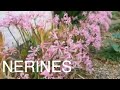 How to Grow Potted Nerines